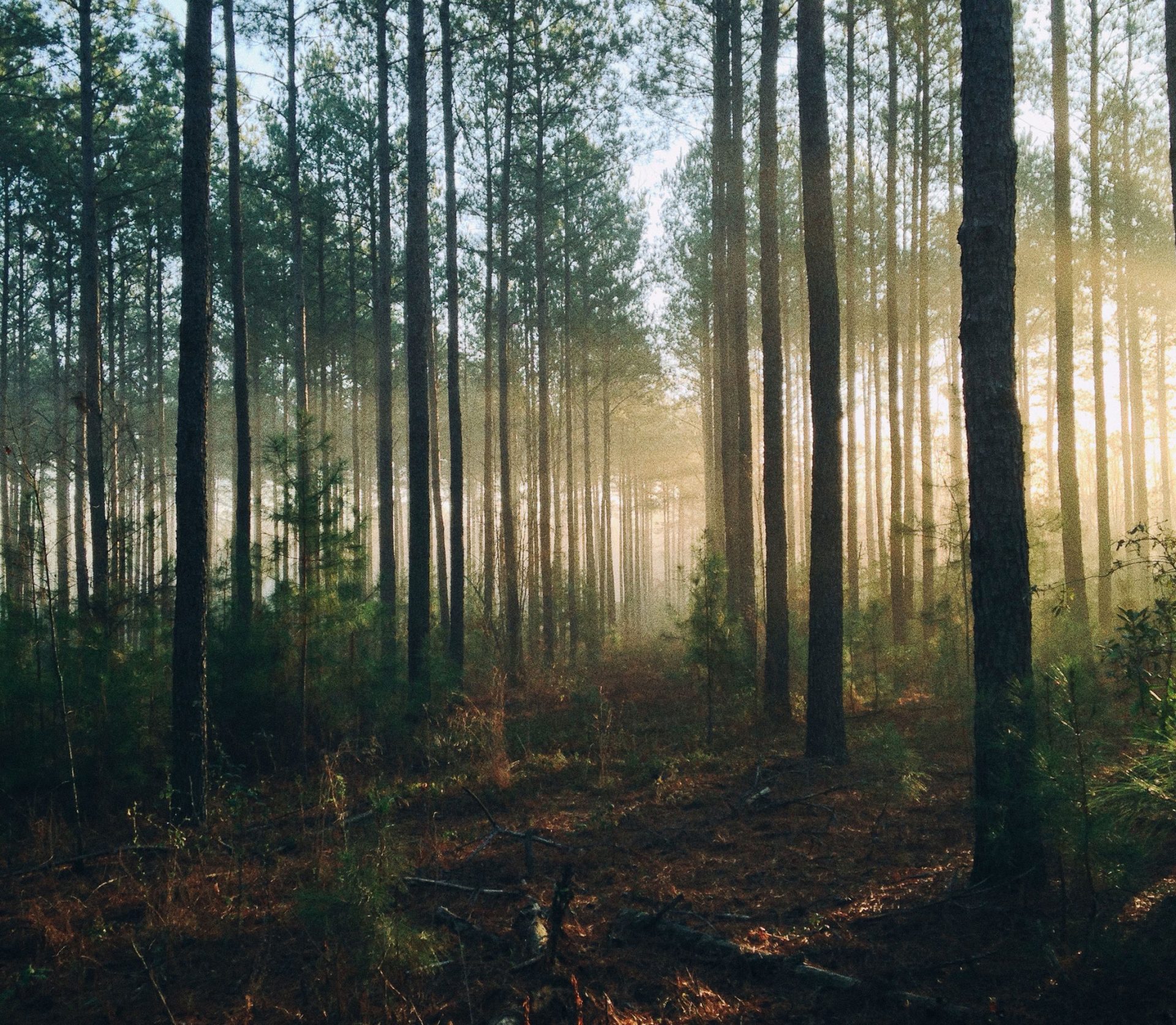 Tall trees in forest