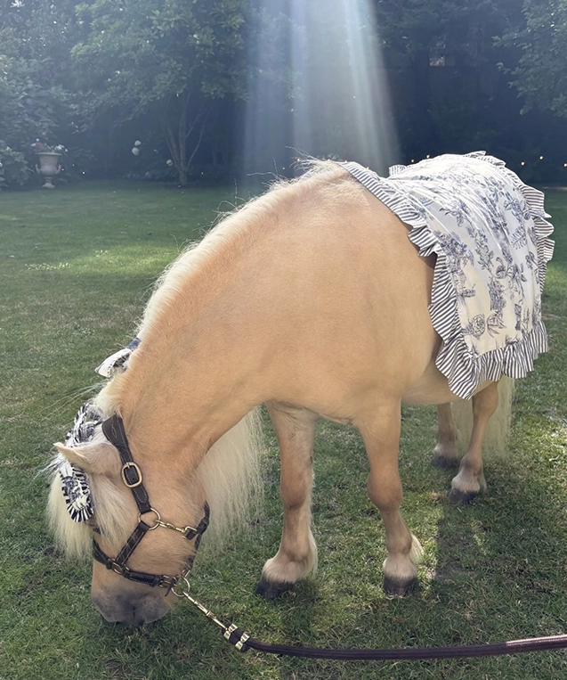Teddy the Shetland Pony